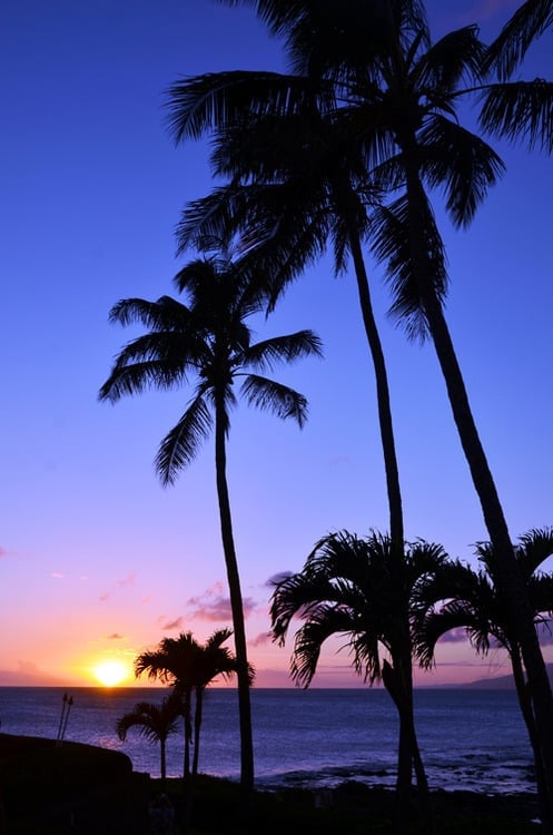 Sunset in Maui with purple skies and palm trees in Maui