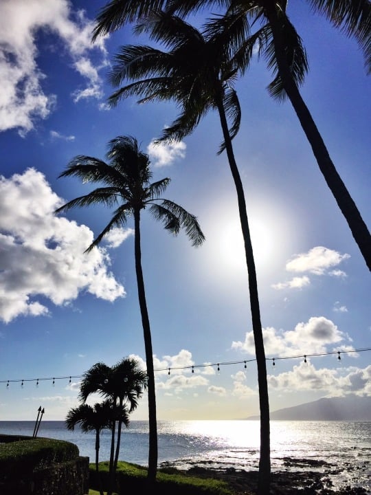 Palm trees against a blue sky in Maui, the view from Merriman's in Maui