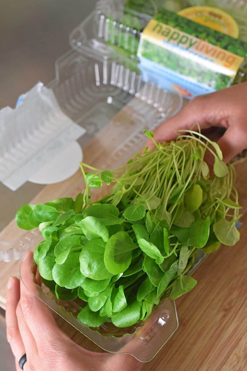 An open container of fresh watercress with the roots intact.