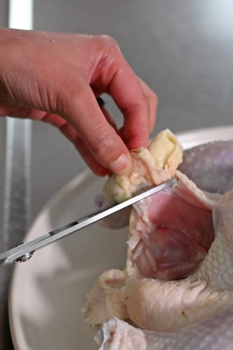A pair of kitchen shears is used to cut off a piece of fat by the cavity of a whole raw chicken
